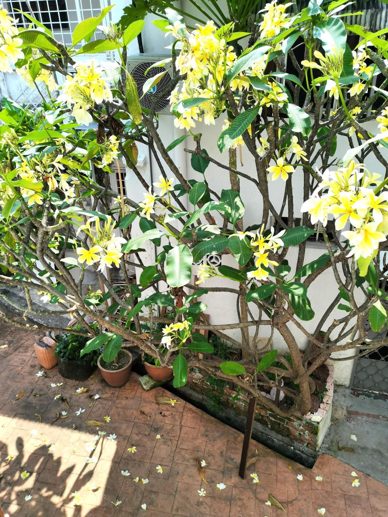 Mori Jonker Homestay Malacca Bagian luar foto